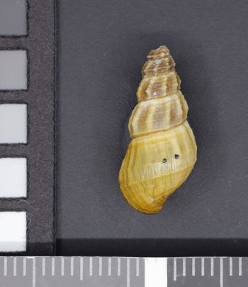 Media type: image;   Malacology 53965 Description: Image of dry shell, dorsal view. Photographed for a researcher request.;  Aspect: DOR